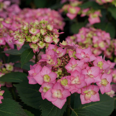 Let's Dance Can Do! Reblooming Hydrangea up close.