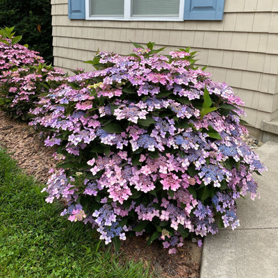 Let's Dance Can Do!® Reblooming Hydrangea (macrophylla × serrata)