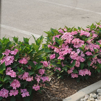 Let's Dance Can Do!® Reblooming Hydrangea (macrophylla × serrata)