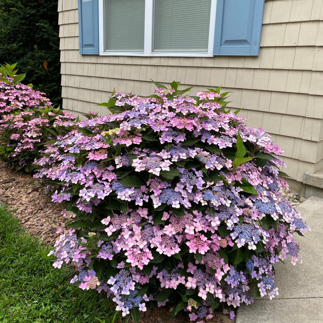 Reblooming Hydrangea | Let's Dance Can Do!® | Proven Winners