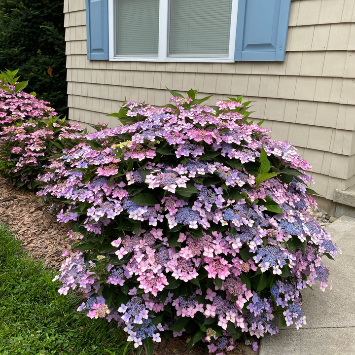 Reblooming Hydrangea | Let's Dance Can Do!® | Proven Winners