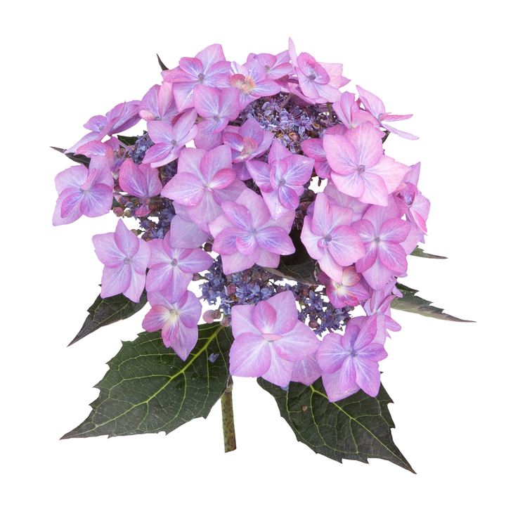 Reblooming Hydrangea | Let's Dance Can Do!® | Proven Winners