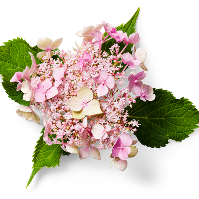 Let's Dance Can Do! Let's Dance Can Do! Reblooming Hydrangea in macro.