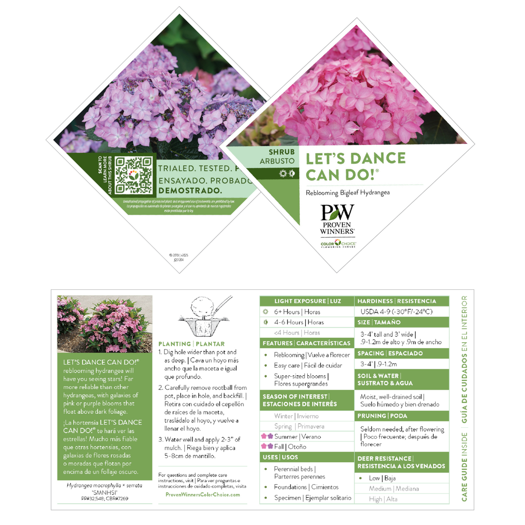 Reblooming Hydrangea | Let's Dance Can Do!® | Proven Winners