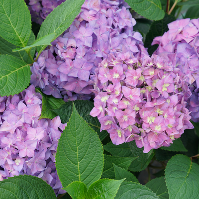 Let's Dance ¡Arriba! Let's Dance ¡Arriba! Reblooming Hydrangea up close.