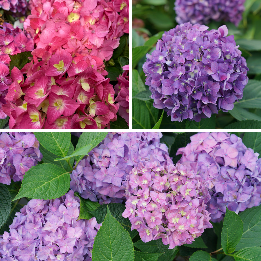 lavender hydrangea plant Reblooming Hydrangea | Let's Dance ¡Arriba!®