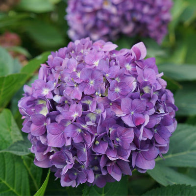 Let's Dance ¡Arriba!® Reblooming Hydrangea (Hydrangea x)