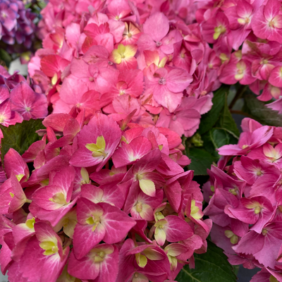 Let's Dance ¡Arriba! Let's Dance ¡Arriba! Reblooming Hydrangea up close.