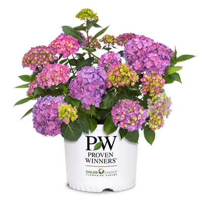 Let's Dance ¡Arriba! Let's Dance ¡Arriba! Reblooming Hydrangea in container.