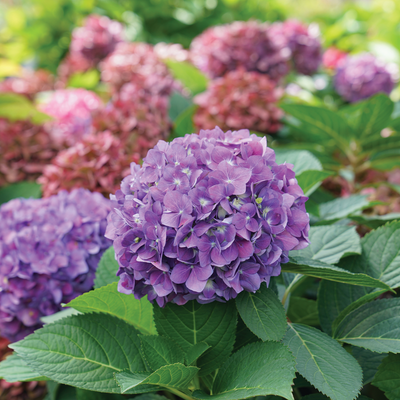 Let's Dance ¡Arriba! Let's Dance ¡Arriba! Reblooming Hydrangea in focus.