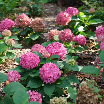 Let's Dance ¡Arriba! Reblooming Hydrangea in focus.