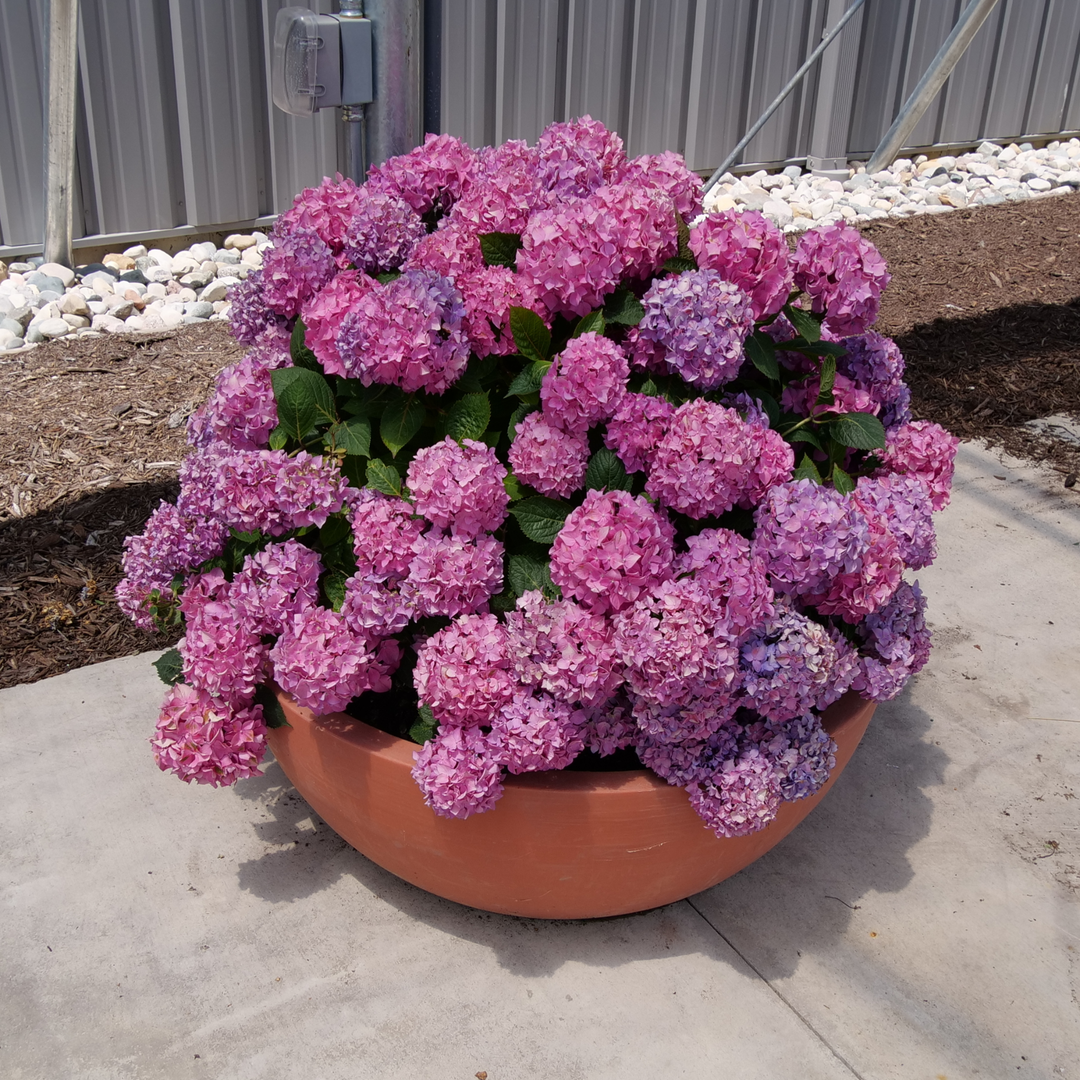 Reblooming Hydrangea | Let's Dance ¡Arriba!® | Proven Winners
