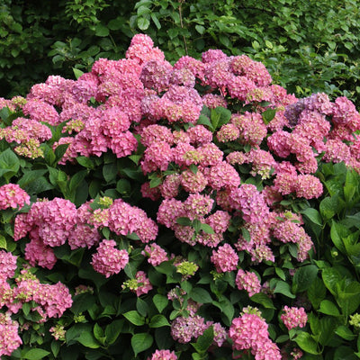 Let's Dance ¡Arriba!® Reblooming Hydrangea (Hydrangea x)