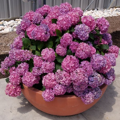 Let's Dance ¡Arriba!® Reblooming Hydrangea (Hydrangea x)