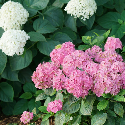 Let's Dance ¡Arriba!® Reblooming Hydrangea (Hydrangea x)