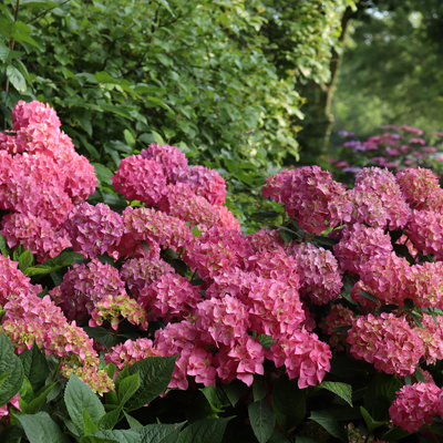 Let's Dance ¡Arriba! Let's Dance ¡Arriba! Reblooming Hydrangea in use.