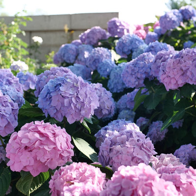 Let's Dance Sky View Let's Dance Sky View Reblooming Hydrangea up close.