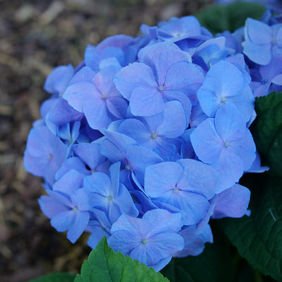 Let's Dance Sky View Let's Dance Sky View Reblooming Hydrangea up close.