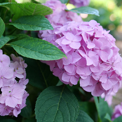 Let's Dance Sky View Let's Dance Sky View Reblooming Hydrangea up close.