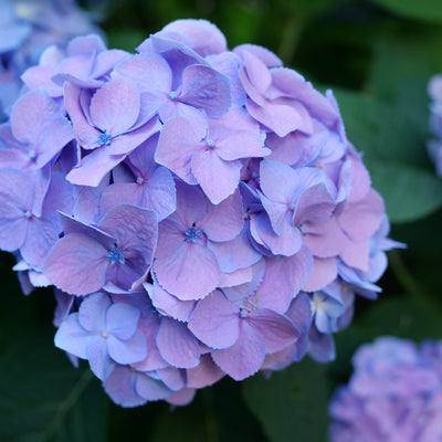 Let's Dance Sky View Let's Dance Sky View Reblooming Hydrangea up close.