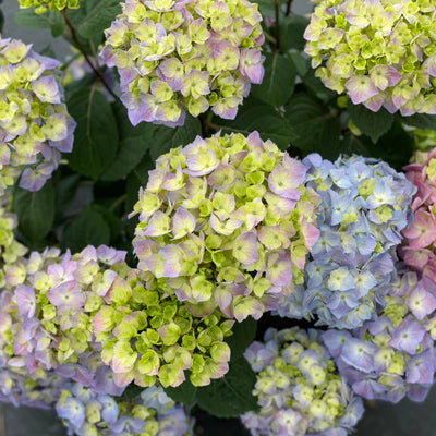 Let's Dance Sky View Let's Dance Sky View Reblooming Hydrangea up close.