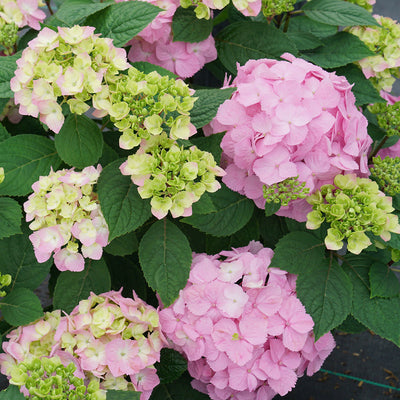 Let's Dance Sky View Let's Dance Sky View Reblooming Hydrangea up close.