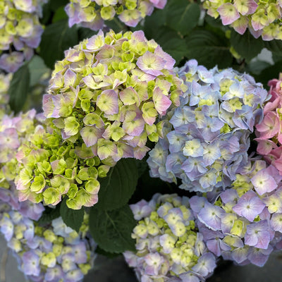 Let's Dance Sky View Let's Dance Sky View Reblooming Hydrangea up close.