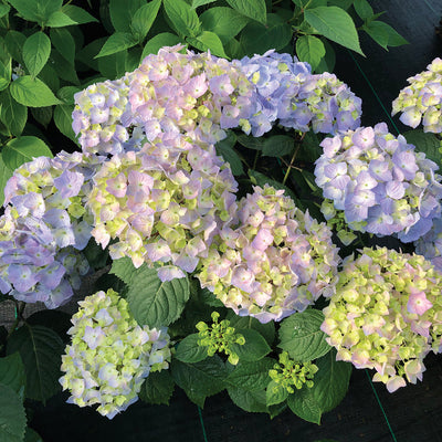 Let's Dance Sky View Let's Dance Sky View Reblooming Hydrangea up close.