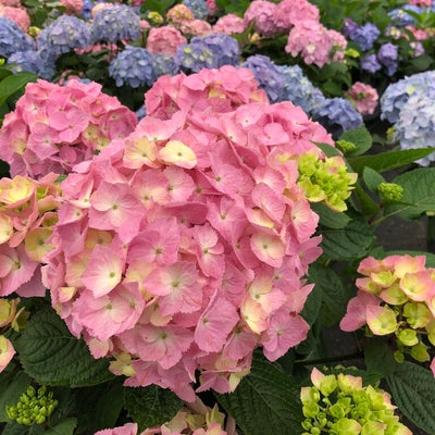 Let's Dance Sky View Let's Dance Sky View Reblooming Hydrangea up close.