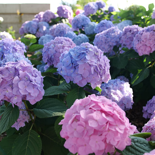 Let's Dance Sky View® Reblooming Hydrangea (macrophylla x serrata)