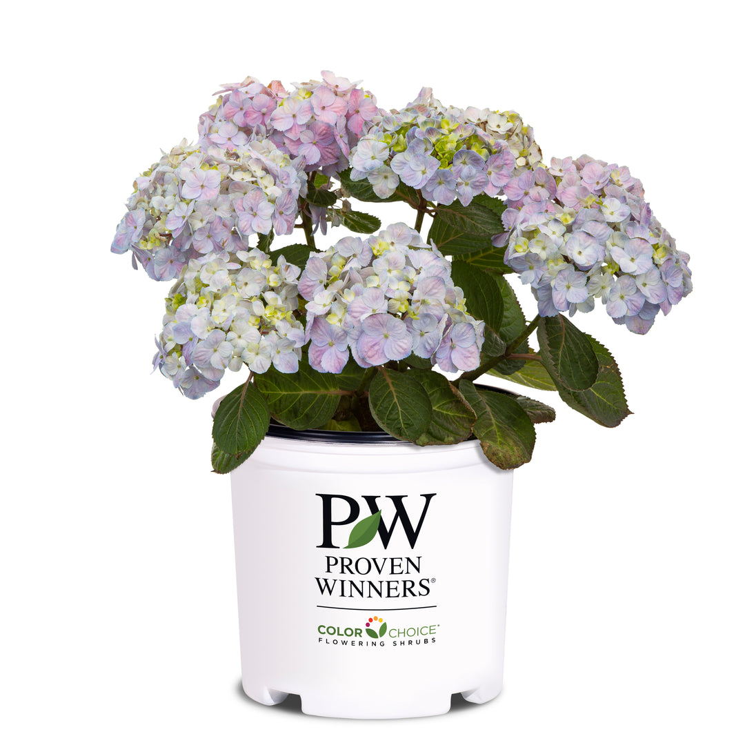 Reblooming Hydrangea | Let's Dance Sky View® | Proven Winners