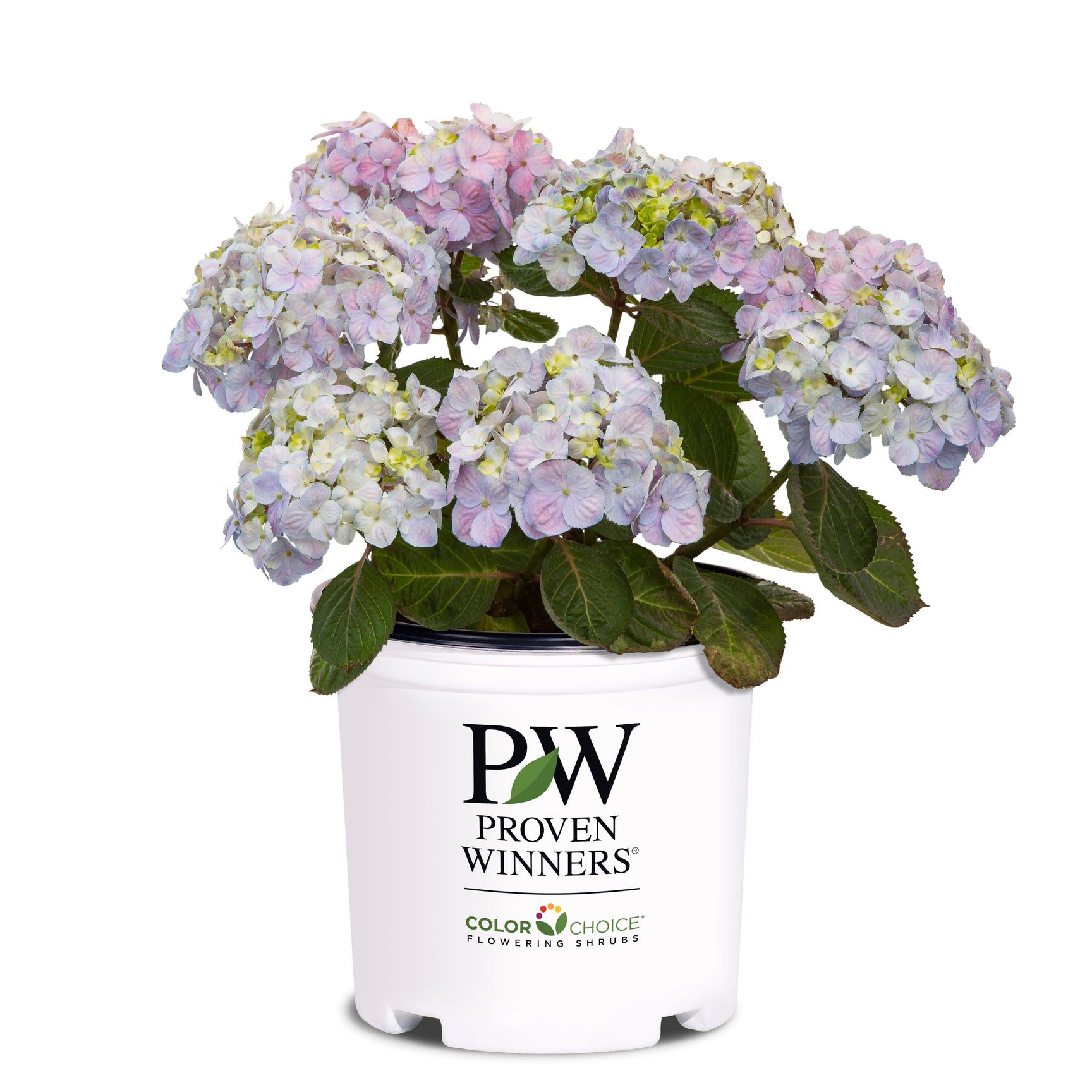 Macrophylla Hydrangeas – Proven Winners Direct™