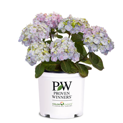 Let's Dance Sky View Let's Dance Sky View Reblooming Hydrangea in container.