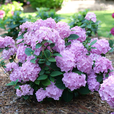 Let's Dance Sky View Let's Dance Sky View Reblooming Hydrangea in focus.