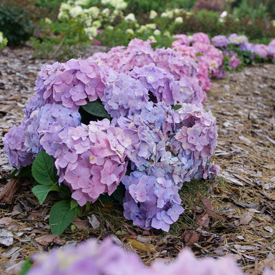 Let's Dance Sky View Let's Dance Sky View Reblooming Hydrangea in focus.