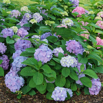 Let's Dance Sky View Let's Dance Sky View Reblooming Hydrangea in focus.