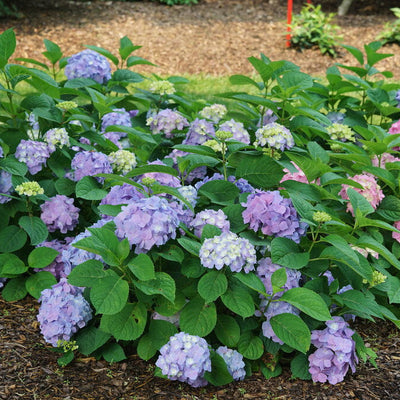 Let's Dance Sky View Let's Dance Sky View Reblooming Hydrangea in focus.