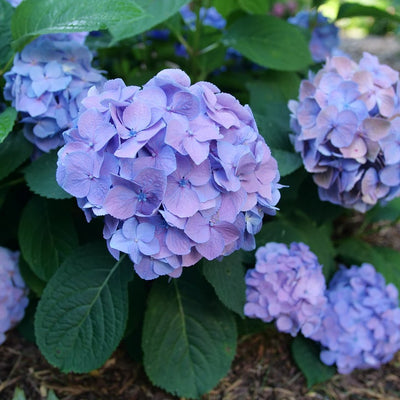 Let's Dance Sky View Let's Dance Sky View Reblooming Hydrangea in focus.