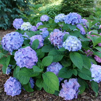 Let's Dance Sky View Let's Dance Sky View Reblooming Hydrangea in focus.