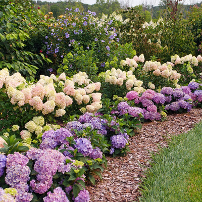 Let's Dance Sky View Let's Dance Sky View Reblooming Hydrangea in use.