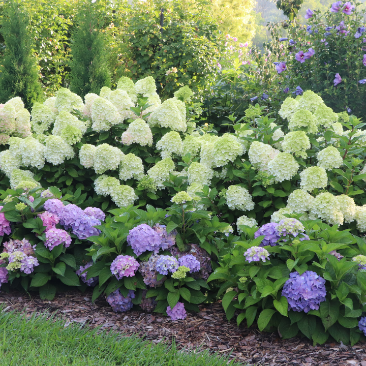 Reblooming Hydrangea | Let's Dance Sky View® | Proven Winners