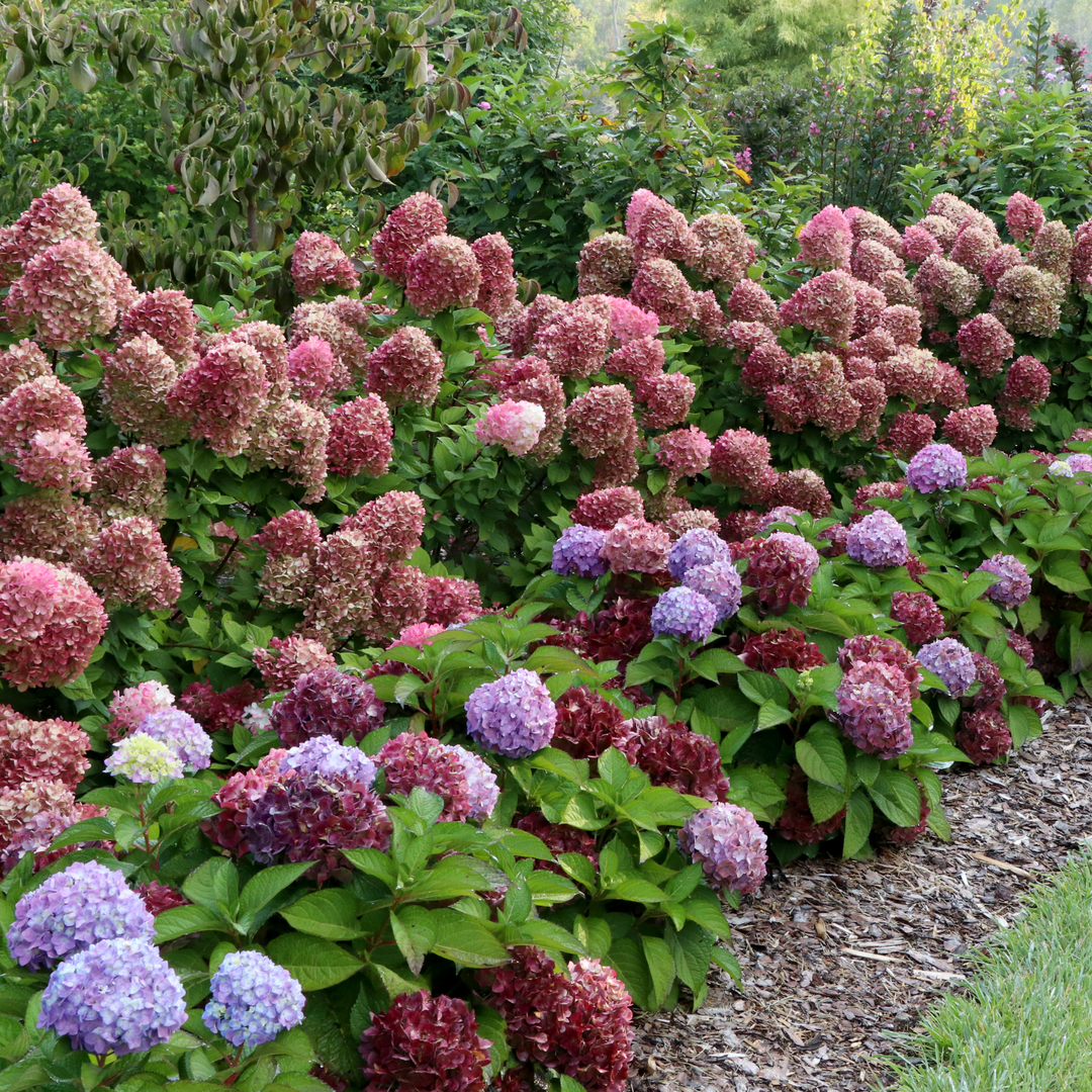 Reblooming Hydrangea | Let's Dance Sky View® | Proven Winners