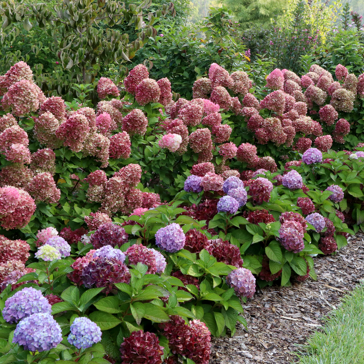 Reblooming Hydrangea | Let's Dance Sky View® | Proven Winners
