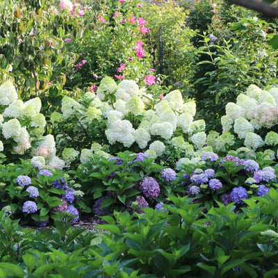 Let's Dance Sky View Let's Dance Sky View Reblooming Hydrangea in use.