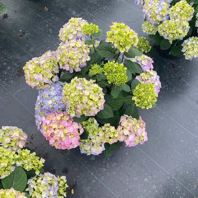 Let's Dance Sky View Let's Dance Sky View Reblooming Hydrangea in use.