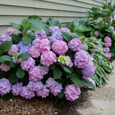 Let's Dance Sky View Let's Dance Sky View Reblooming Hydrangea in use.