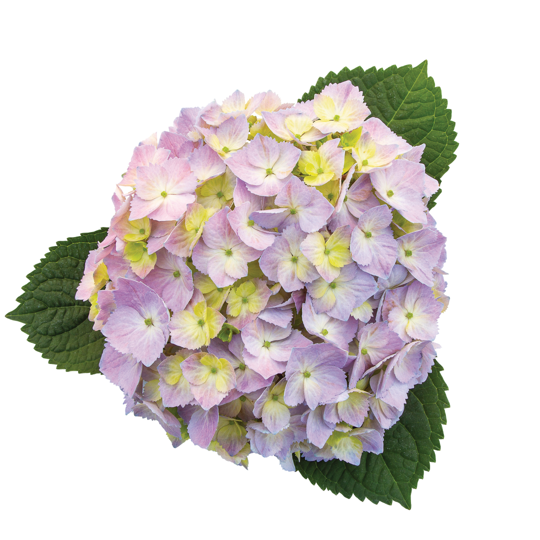 Reblooming Hydrangea | Let's Dance Sky View® | Proven Winners