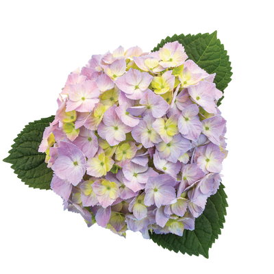 Let's Dance Sky View Let's Dance Sky View Reblooming Hydrangea in macro.