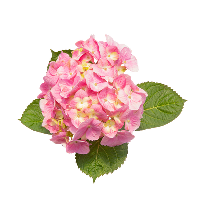 Let's Dance Sky View Let's Dance Sky View Reblooming Hydrangea in macro.