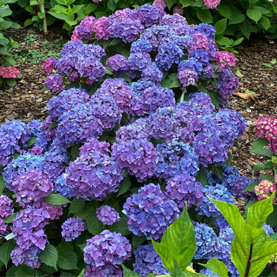 Let's Dance Lovable® Bigleaf Hydrangea (Hydrangea macrophylla)